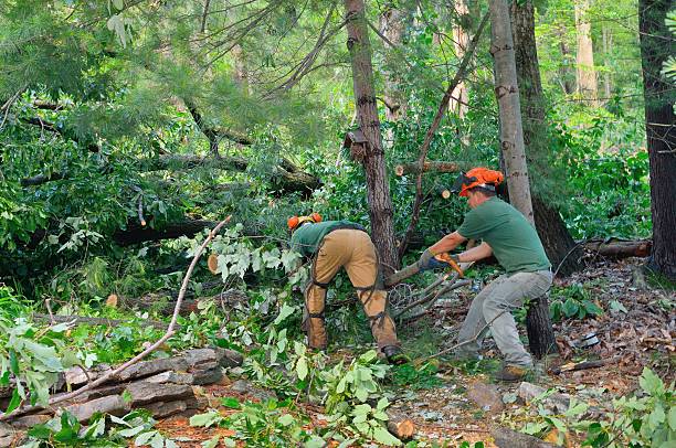 Best Tree Trimming and Pruning  in Marble Falls, TX